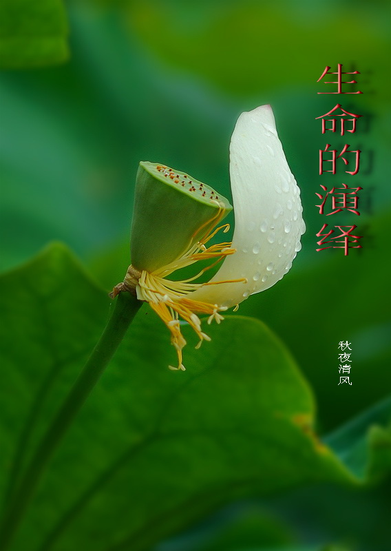生命的演绎封面