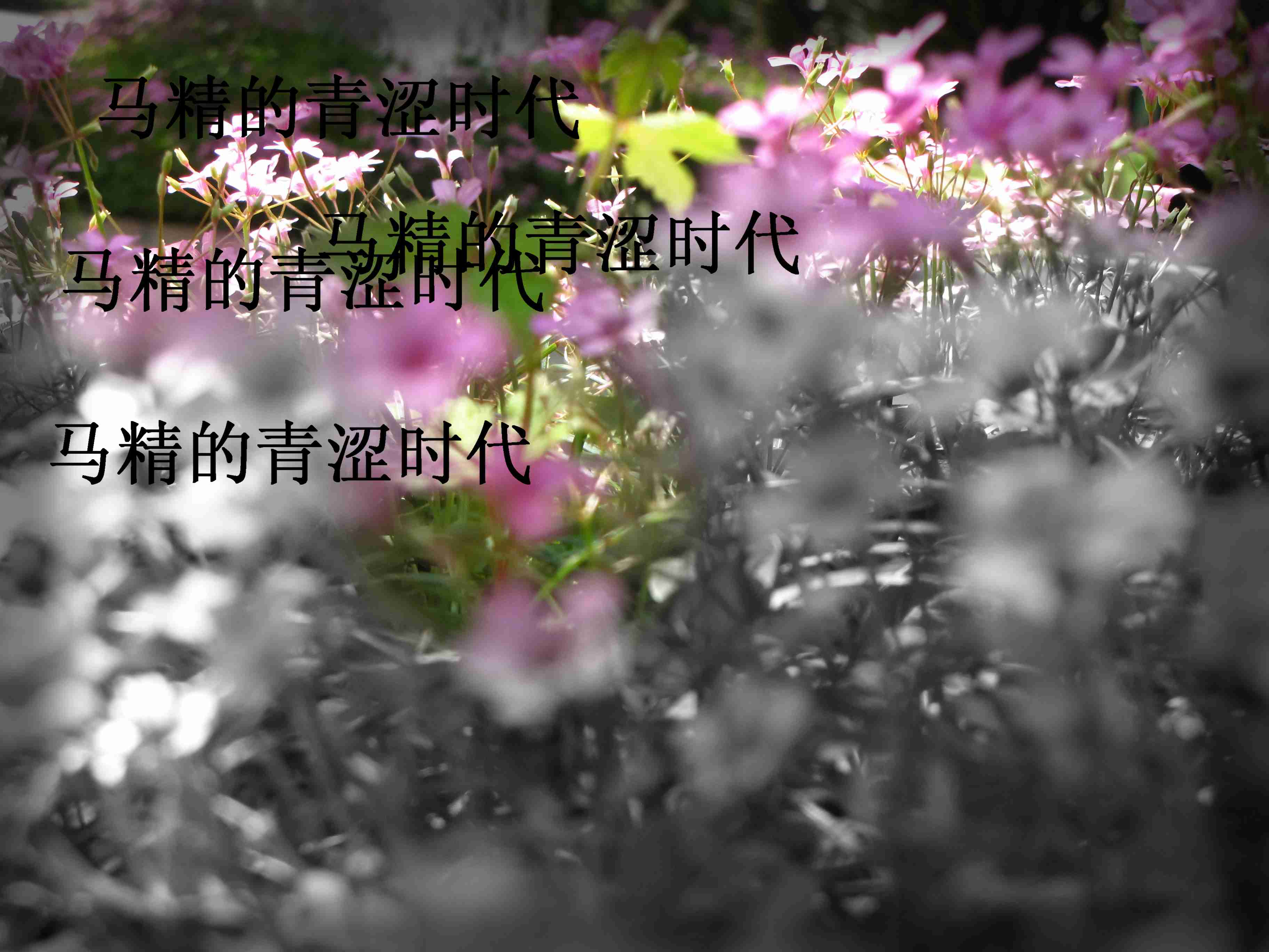 马精的青涩时代