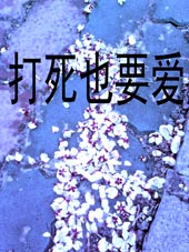打死也要爱封面