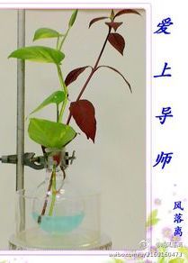 爱上导师封面